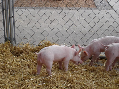 Piggies Parade Princess
